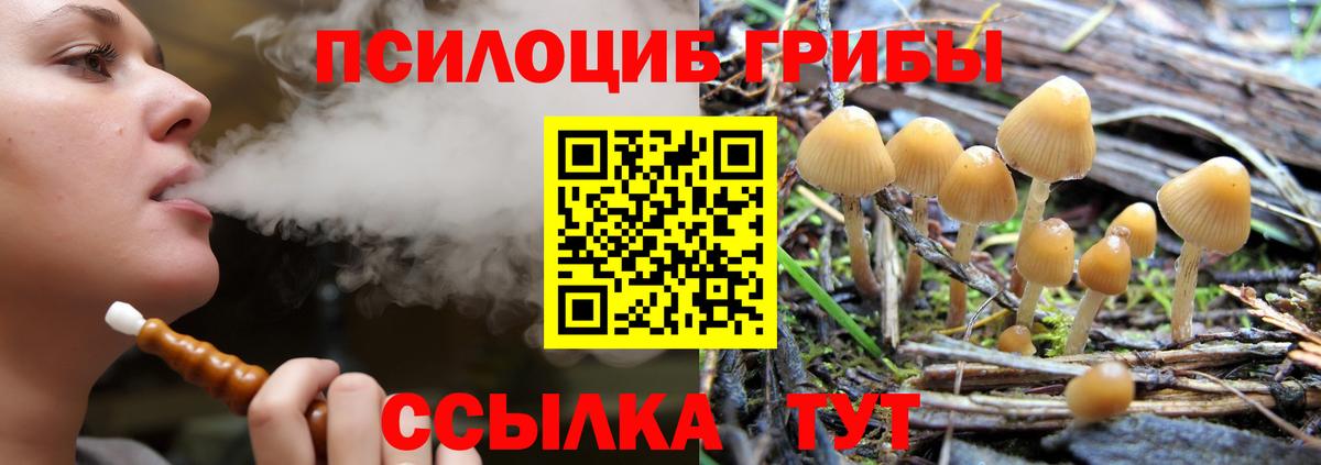 Великие Луки  Псилоцибиновые грибы Cubensis  что такое   Псилоцибиновые грибы Cubensis  Вход с VPN 